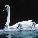 100 pics North America answers Swan