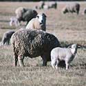 100 pics North America answers Sheep