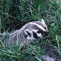 100 pics North America answers Badger