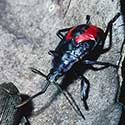 100 pics North America answers Beetle