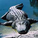 100 pics North America answers Alligator