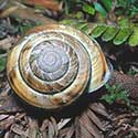 100 pics North America answers Snail