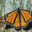 100 pics North America answers Butterfly