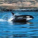 100 pics North America answers Killer Whale