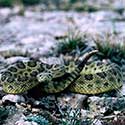 100 pics North America answers Rattlesnake