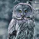 100 pics North America answers Owl