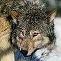 100 pics North America answers Wolf