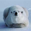 100 pics North America answers Polar Bear