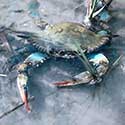 100 pics North America answers Crab