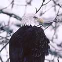 100 pics North America answers Bald Eagle
