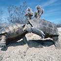 100 pics North America answers Tortoises
