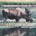 100 pics North America answers Moose