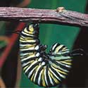 100 pics North America answers Caterpillar