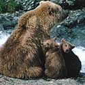100 pics North America answers Bear
