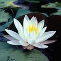 100 pics North America answers Water Lily