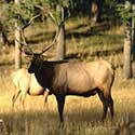 100 pics North America answers Elk