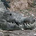 100 pics North America answers Crocodile