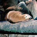 100 pics North America answers Sea Lion