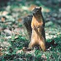 100 pics North America answers Squirrel