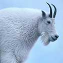 100 pics North America answers Mountain Goat