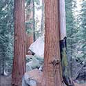 100 pics North America answers Sequoia