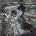 100 pics North America answers Porcupine