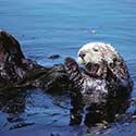 100 pics North America answers Sea Otter