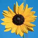 100 pics North America answers Sunflower