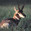 100 pics North America answers Pronghorn