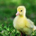 100 pics On The Farm answers Duckling