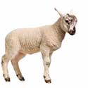 100 pics On The Farm answers Lamb