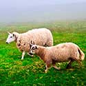 100 pics On The Farm answers Sheep