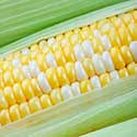 100 pics On The Farm answers Corn