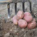 100 pics On The Farm answers Potatoes
