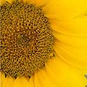 100 pics On The Farm answers Sunflower