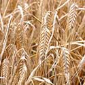100 pics On The Farm answers Barley