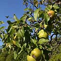 100 pics On The Farm answers Pear Tree