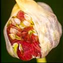 100 pics Plants answers garlic
