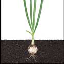 100 pics Plants answers onion