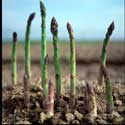 100 pics Plants answers asparagus