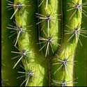 100 pics Plants answers cactus