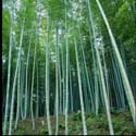 100 pics Plants answers bamboo