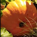 100 pics Plants answers pumpkin