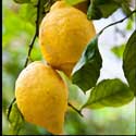 100 pics Plants answers lemon tree