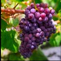100 pics Plants answers grapevine