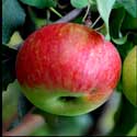 100 pics Plants answers apple tree