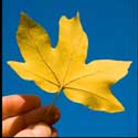 100 pics Plants answers maple leaf