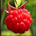 100 pics Plants answers raspberry