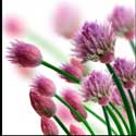 100 pics Plants answers chives