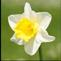 100 pics Plants answers daffodil